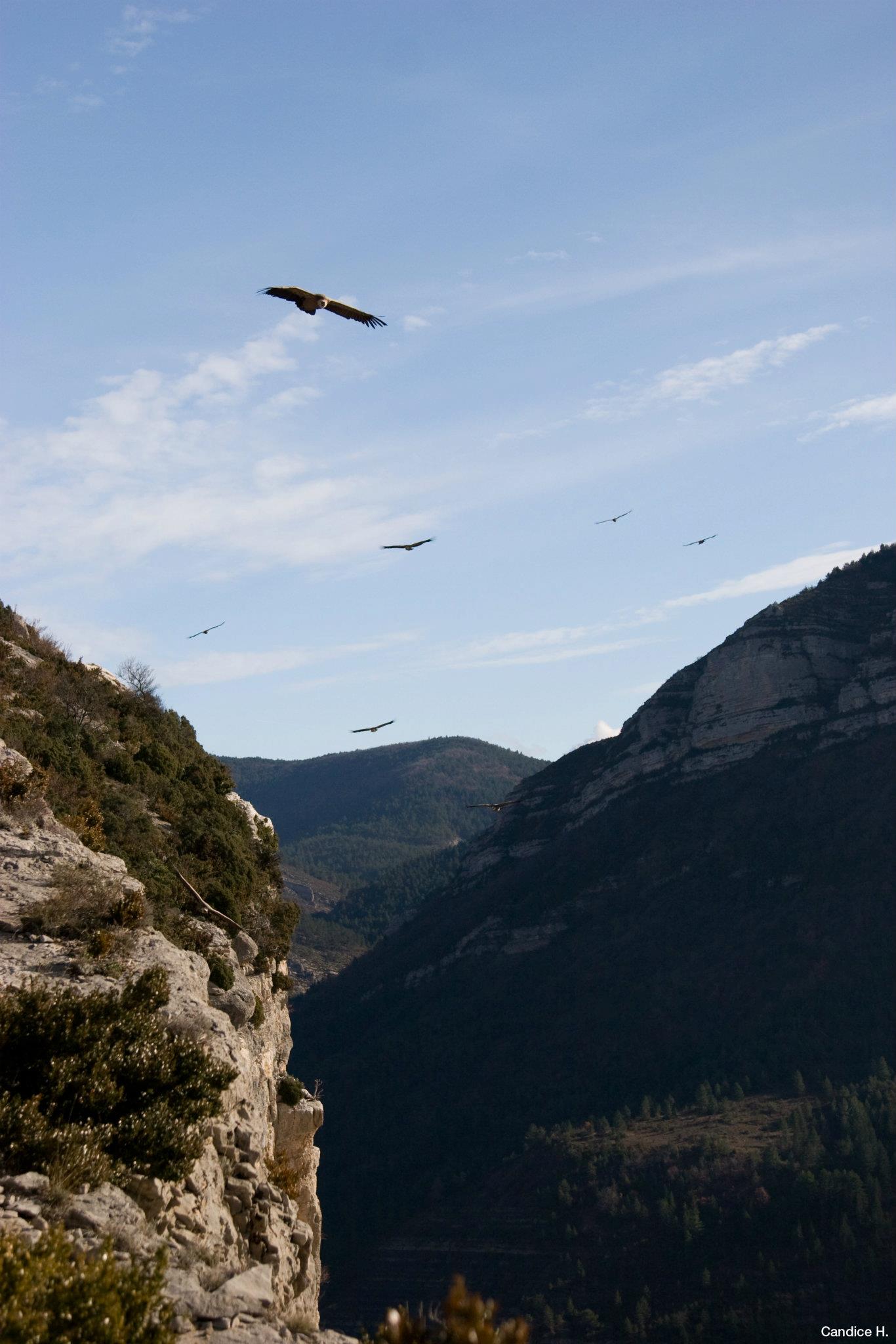 Photo_Vautour-fauve_C.HUET