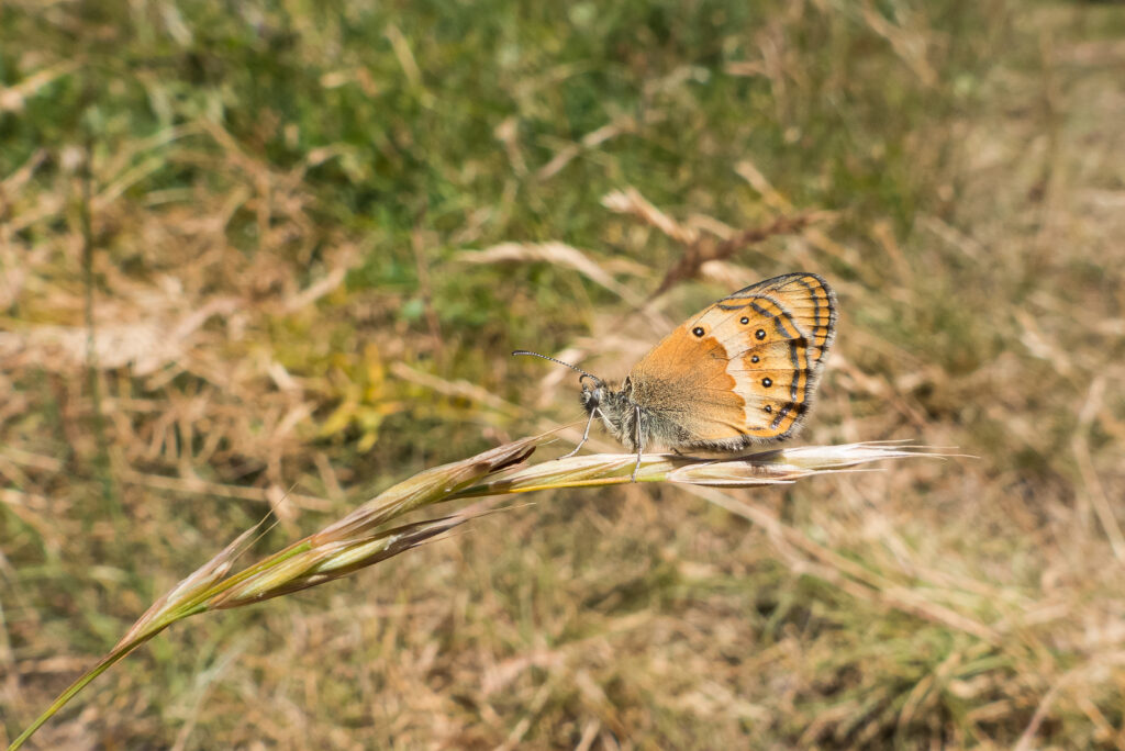 Fadet des garrigues_C.HUET